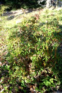 Rhododendron polylepis - Quarryhill Botanical Garden - DSC03804