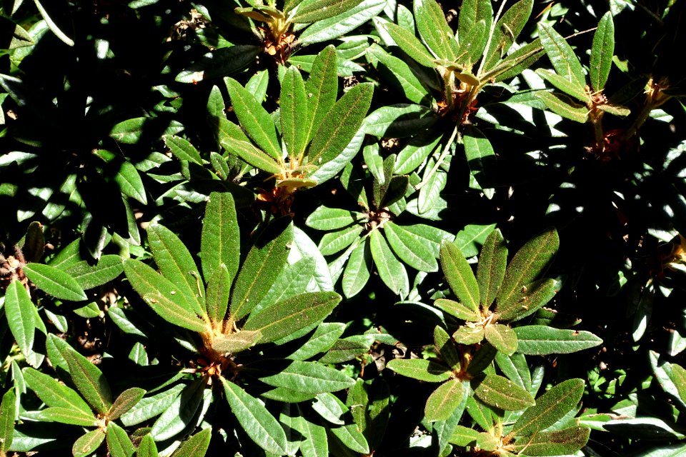 Rhododendron recurvoides - UBC Botanical Garden - Vancouver, Canada - DSC08229