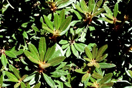 Rhododendron recurvoides - UBC Botanical Garden - Vancouver, Canada - DSC08229