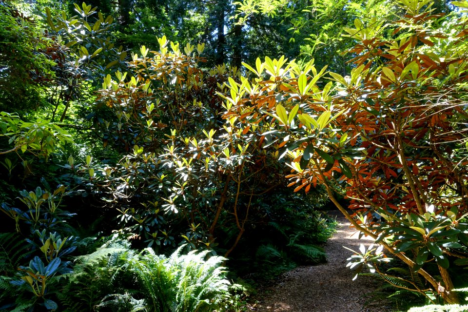 Rhododendron rex subsp. fictolacteum - UBC Botanical Garden - Vancouver, Canada - DSC08112
