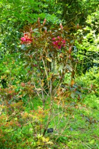 Rhododendron phaeochrysum 'Ebony Pearl' (Rhododendron dryophyllum) - Trengwainton Garden - Cornwall, England - DSC02604