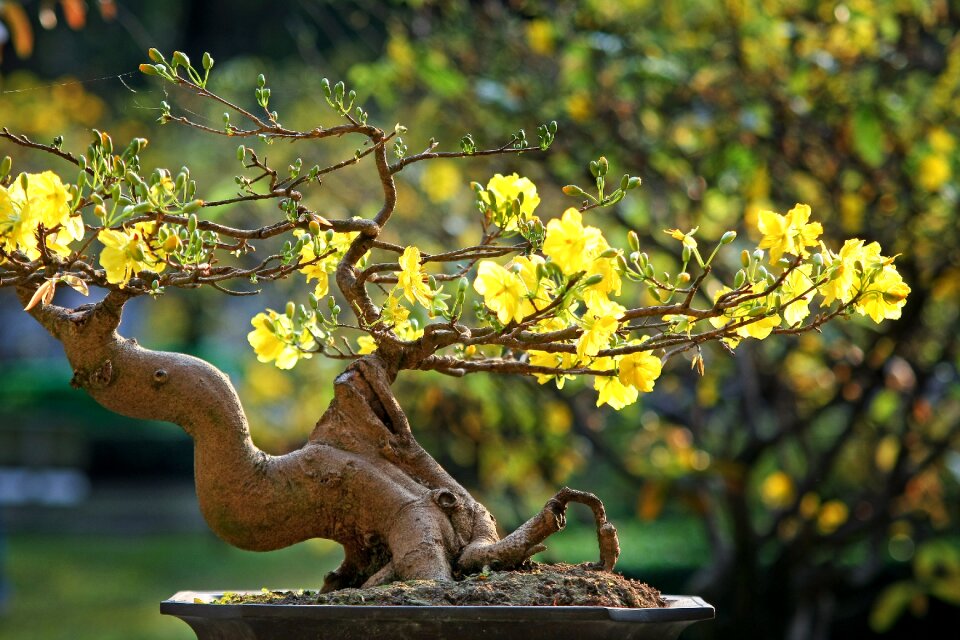 Vietnam spring the garden