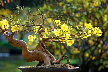 Vietnam spring the garden