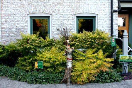 Rhus typhina 'Bailtiger' TIGER EYES'