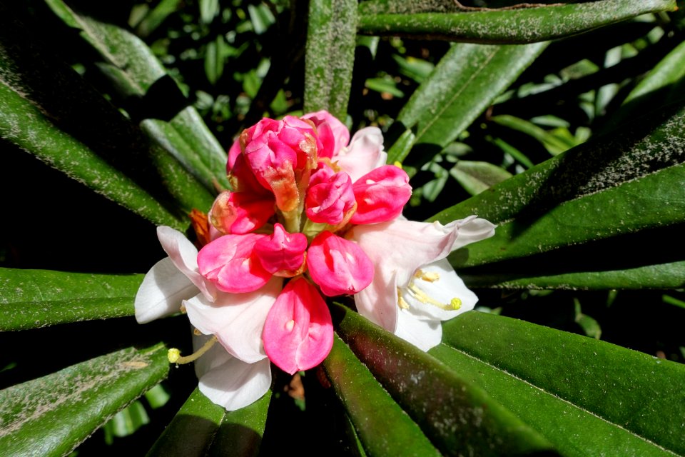 Rhododendron thayerianum - UBC Botanical Garden - Vancouver, Canada - DSC08505