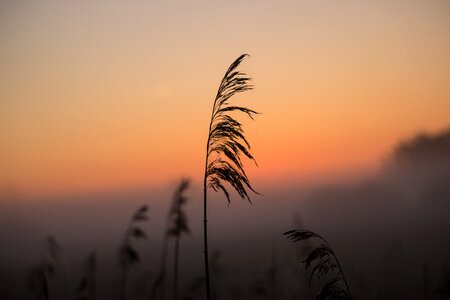 Mood atmospheric morning mist