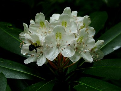 Rhododendron maximum, 2015-06-30, Fox Chapel, 03