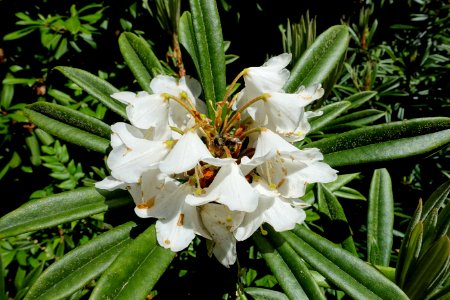 Rhododendron thayerianum - UBC Botanical Garden - Vancouver, Canada - DSC08479