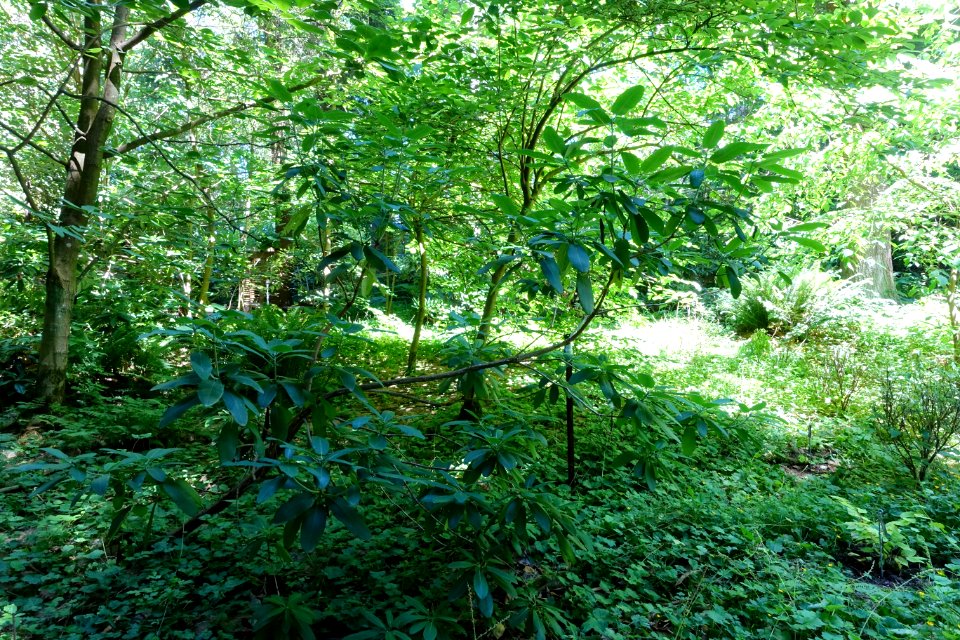 Rhododendron serotinum - UBC Botanical Garden - Vancouver, Canada - DSC08065