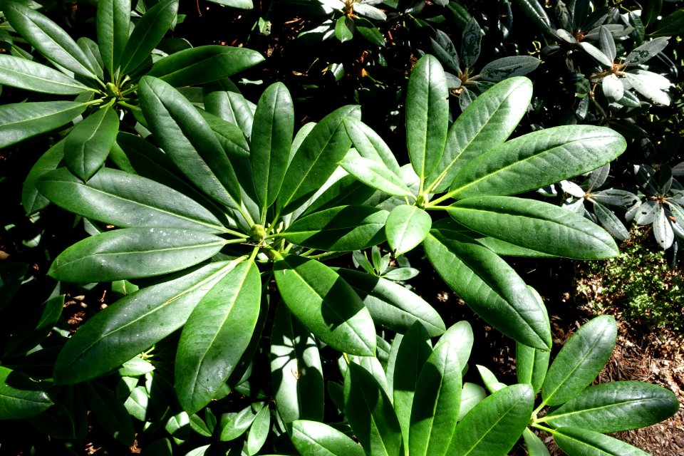 Rhododendron sutchuenense - VanDusen Botanical Garden - Vancouver, BC - DSC06896