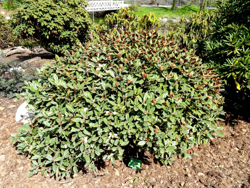 Rhododendron wasonii var. rhododactylum - University of Copenhagen Botanical Garden - DSC07585