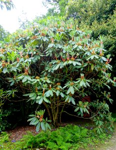 Rhododendron sinogrande hybrid - Trewidden Garden - Cornwall, England - DSC02358