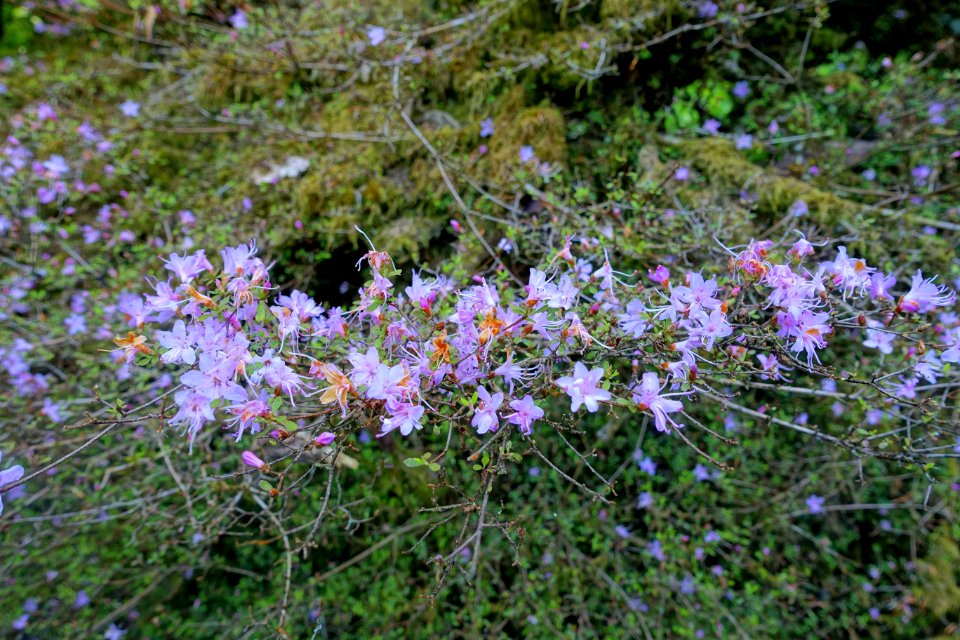 Rhododendron serpyllifolium - Caerhayes Castle gardens - Cornwall, England - DSC02924
