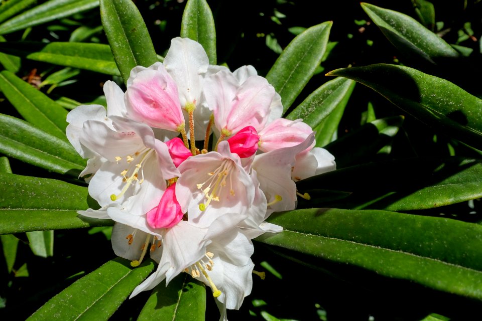 Rhododendron thayerianum - UBC Botanical Garden - Vancouver, Canada - DSC08495