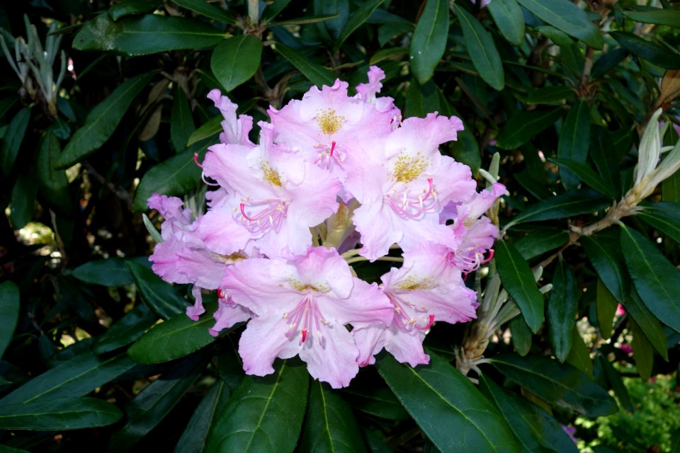 Rhododendron smirnowii - Arnold Arboretum - DSC06898