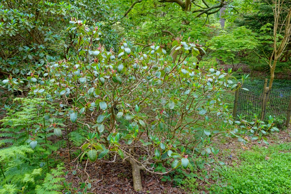 Rhododendron souliei - Hillier Gardens - Romsey, Hampshire, England - DSC04754