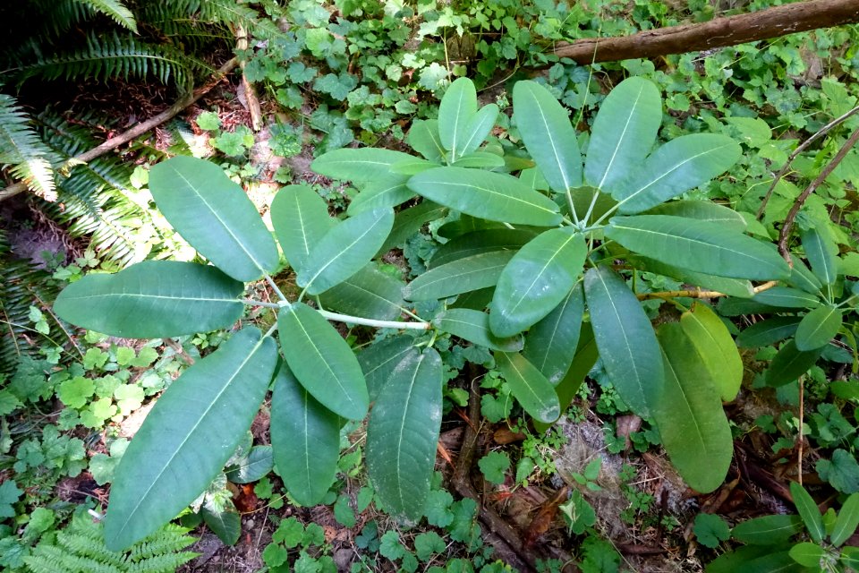 Rhododendron serotinum - UBC Botanical Garden - Vancouver, Canada - DSC08060
