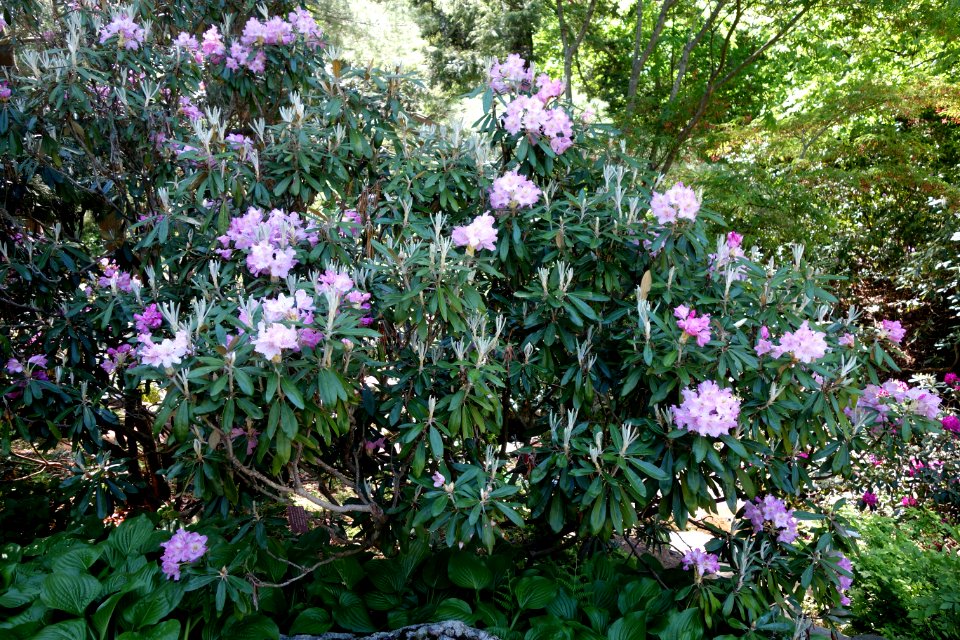 Rhododendron smirnowii - Arnold Arboretum - DSC06893