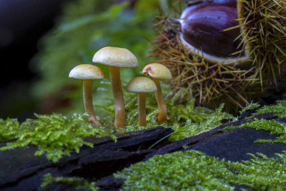 Mushrooms moss chestnut