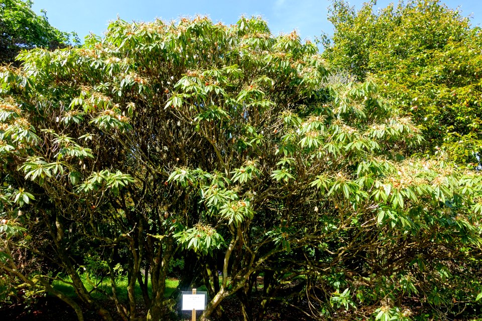 Rhododendron morii - Caerhayes Castle gardens - Cornwall, England - DSC03182