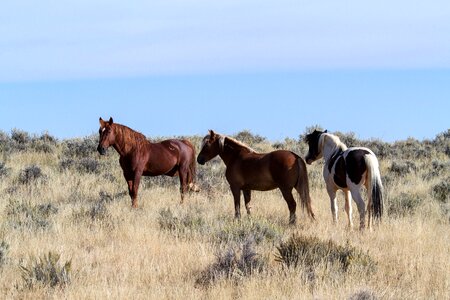 American wild horses wild mustangs freilebend photo