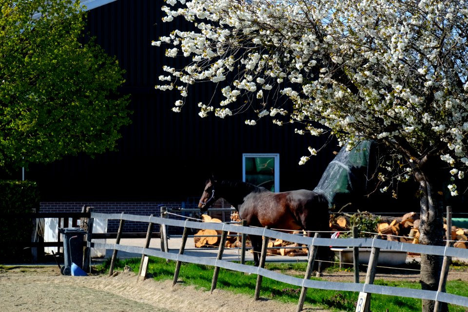 Riding horse under a cherry tree (Bemmel, Lingewaard)