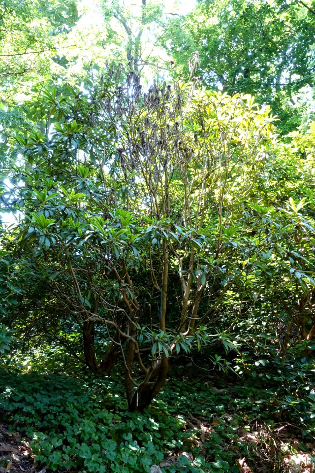 Rhododendron strigillosum - VanDusen Botanical Garden - Vancouver, BC - DSC07197