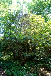 Rhododendron strigillosum - VanDusen Botanical Garden - Vancouver, BC - DSC07197
