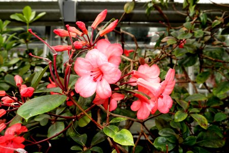 Rhododendron lochae - Lyman Plant House, Smith College - DSC02063