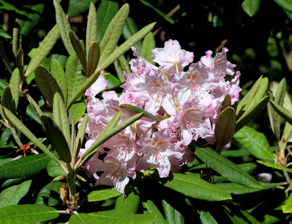 Rhododendron Tuiranpuisto Oulu 20180521 06