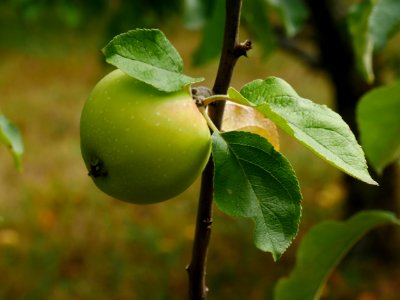 Riesenboiken Freilichtmuseum Roscheider Hof Ganzer Frucht H4