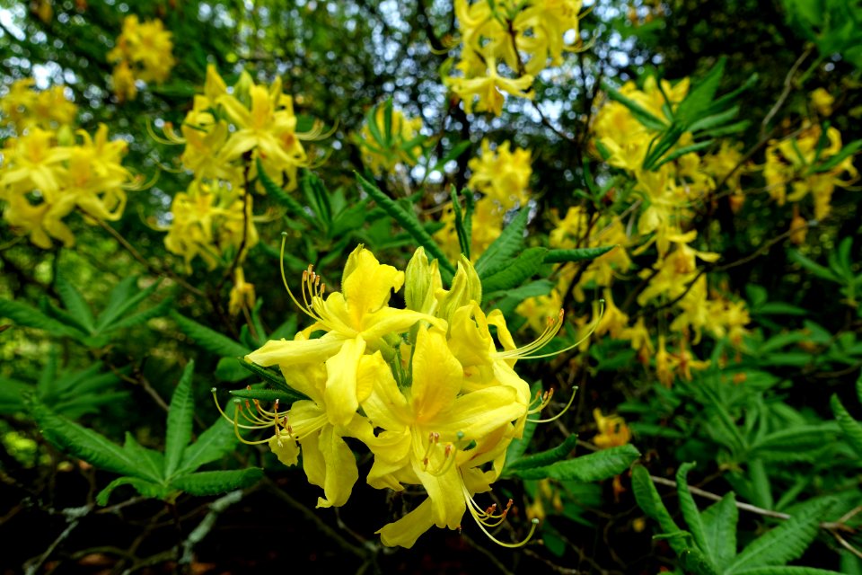 Rhododendron luteum - Sheffield Park and Garden - East Sussex, England - DSC05510
