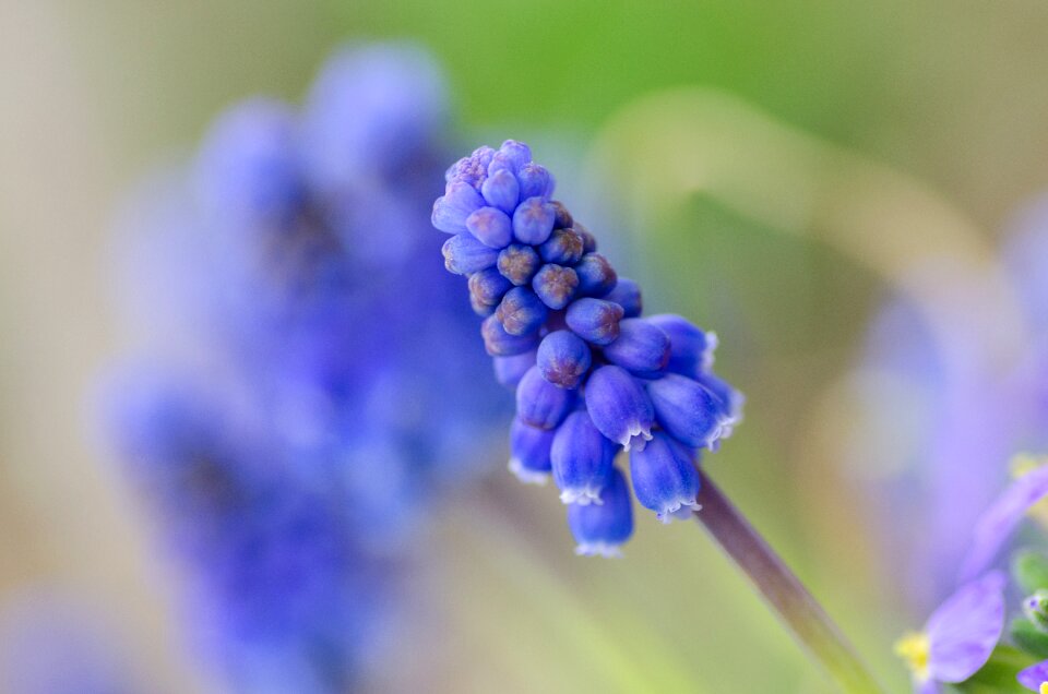 Blossom floral beautiful photo