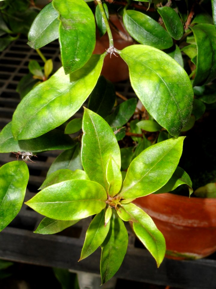 Rhododendron rarilepidotum - Lyman Plant House, Smith College - DSC04406