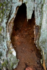 Rieseneiche im Sauerbusch Loch im Stammfuß