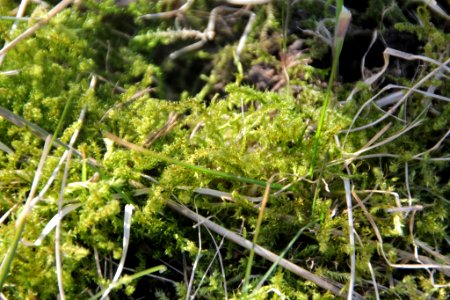 Rhytidiadelphus squarrosus 117940544