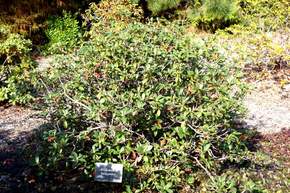 Rhododendron pachypodum - Mendocino Coast Botanical Gardens - DSC02032