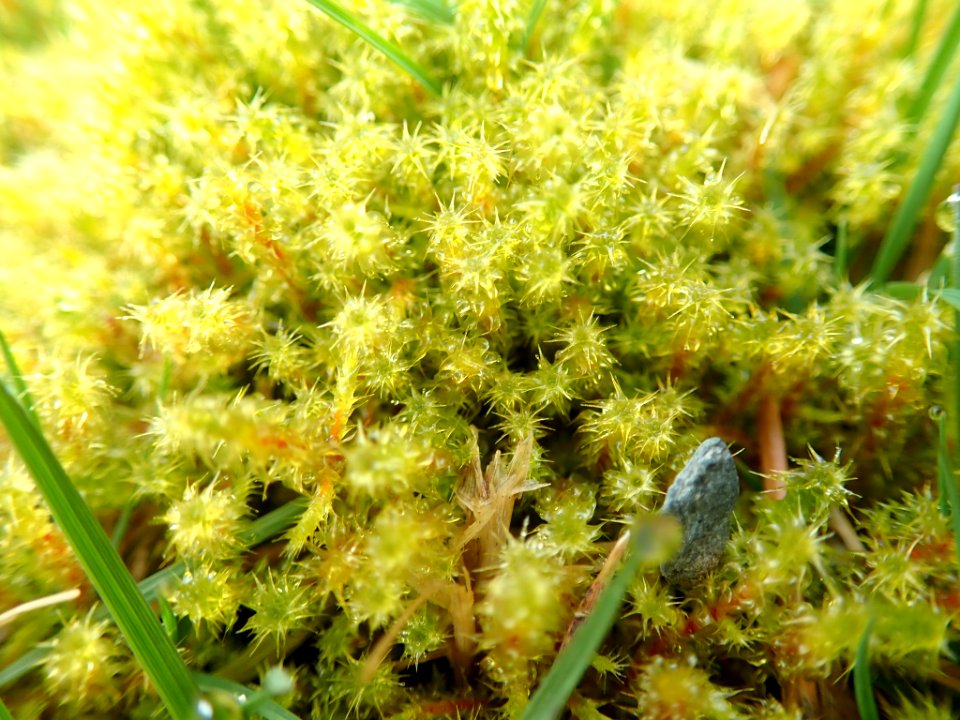 Rhytidiadelphus squarrosus 117520050