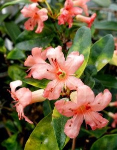 Rhododendron rarilepidotum - Lyman Plant House, Smith College - DSC02053