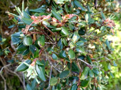 Rhododendron valentinianum - Caerhayes Castle gardens - Cornwall, England - DSC03273