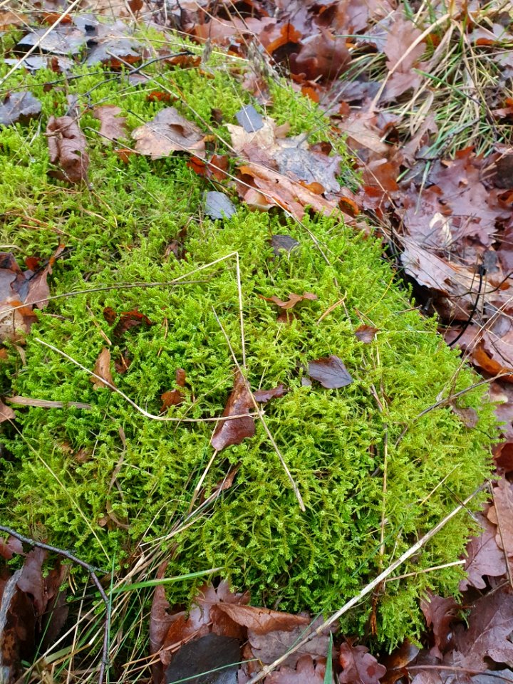 Rhytidiadelphus squarrosus 108880521