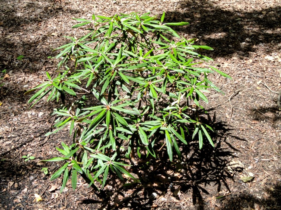 Rhododendron makinoi - Nagai Botanical Garden - DSC07688