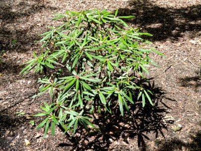 Rhododendron makinoi - Nagai Botanical Garden - DSC07688