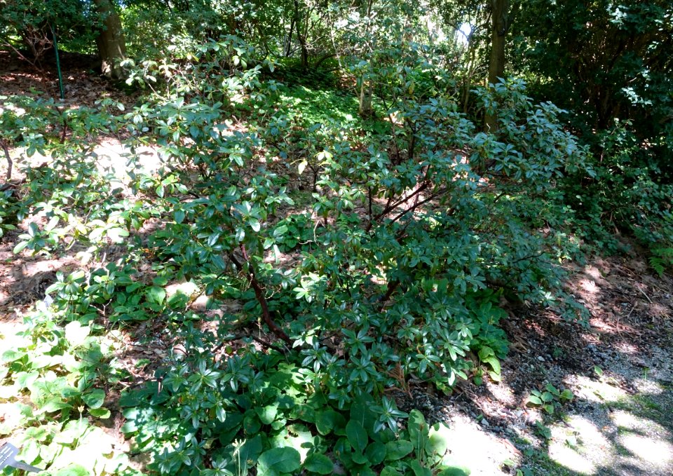 Rhododendron luteiflorum - VanDusen Botanical Garden - Vancouver, BC - DSC06989