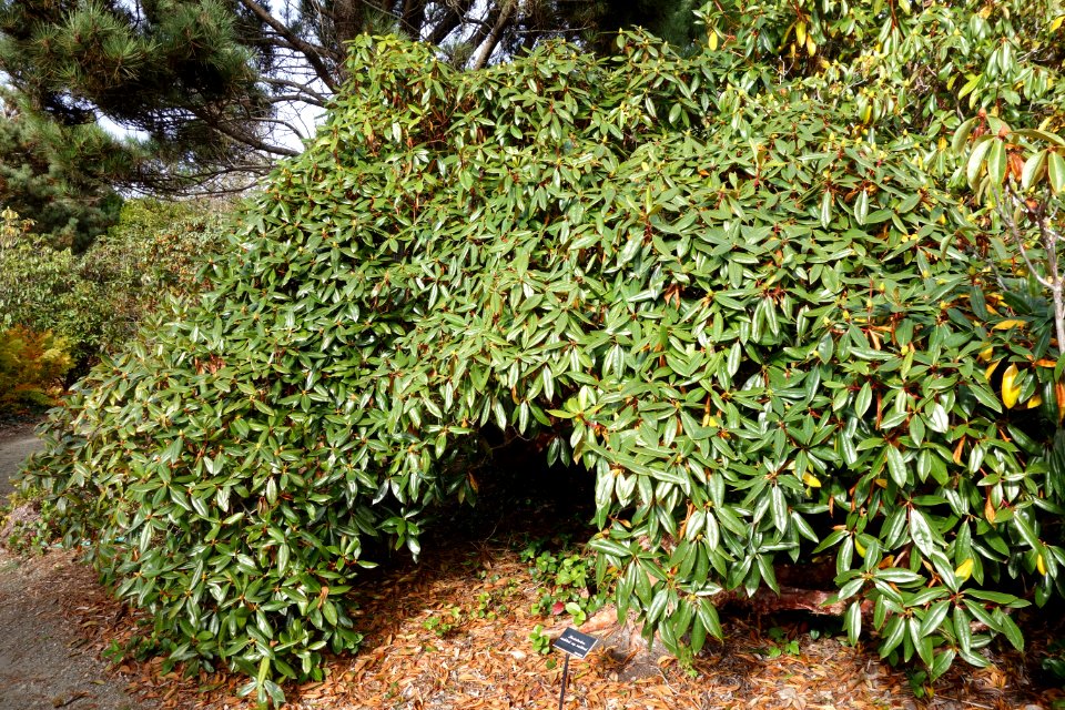 Rhododendron maddenii - Mendocino Coast Botanical Gardens - DSC02183