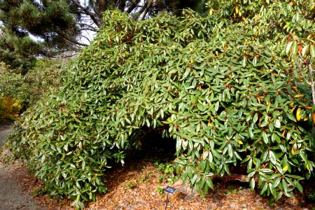 Rhododendron maddenii - Mendocino Coast Botanical Gardens - DSC02183