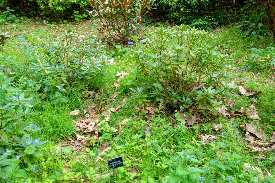 Rhododendron pseudochrysanthum - Hillier Gardens - Romsey, Hampshire, England - DSC04797