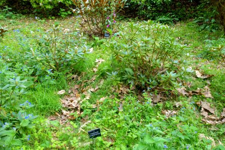 Rhododendron pseudochrysanthum - Hillier Gardens - Romsey, Hampshire, England - DSC04797