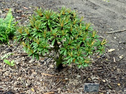 Rhododendron proteoides x Rhododendron bureavii - RHS Garden Harlow Carr - North Yorkshire, England - DSC01382