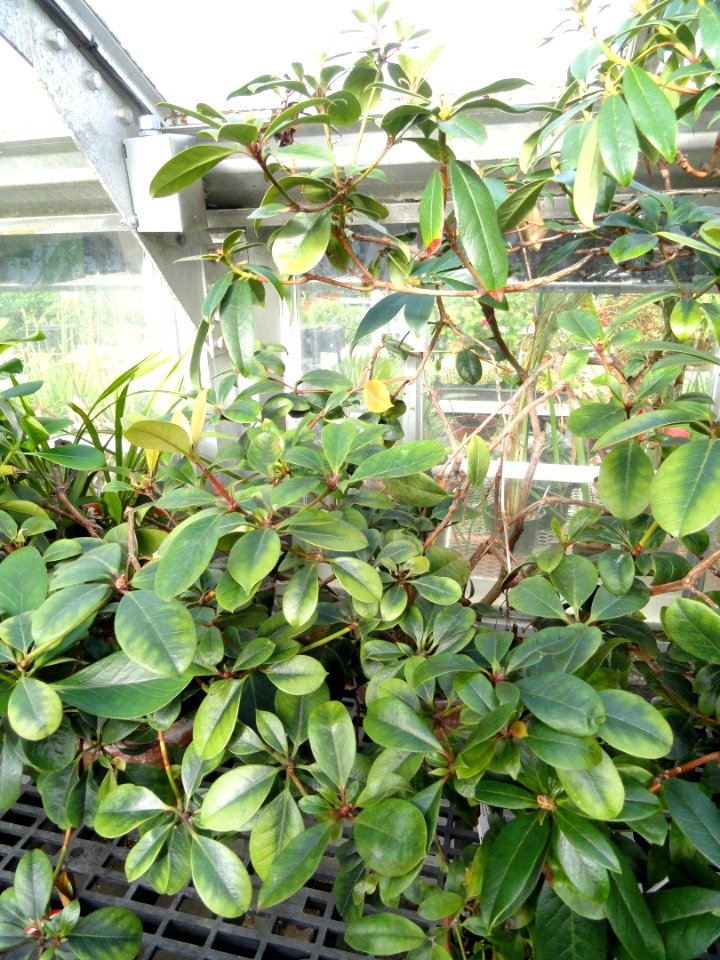Rhododendron lochae - Lyman Plant House, Smith College - DSC04409